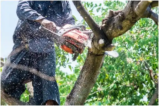 tree services Cuba City